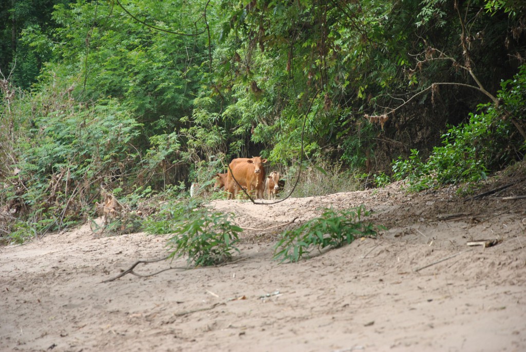 Vers Muang Khua