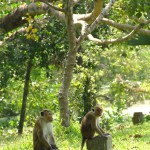 Anuradhapura - Jardins Royaux