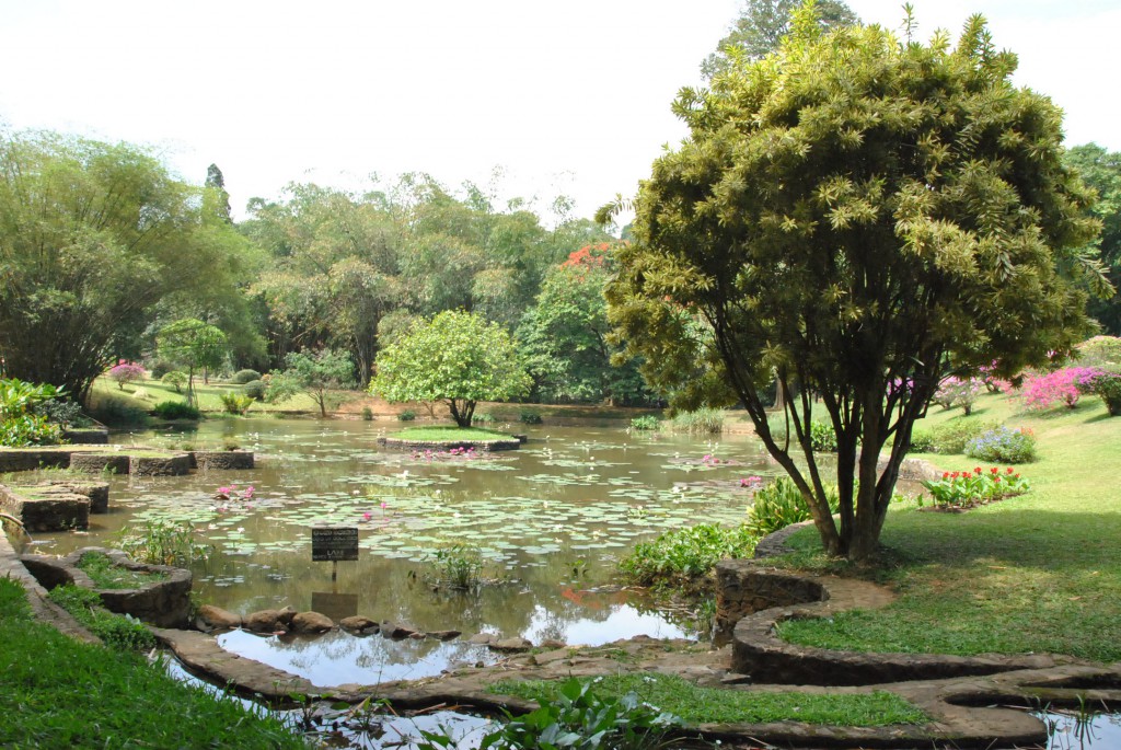 Kandy - Jardin Botanique de Peradeniya