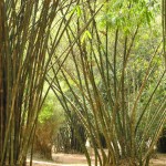 Kandy - Jardin Botanique de Peradeniya