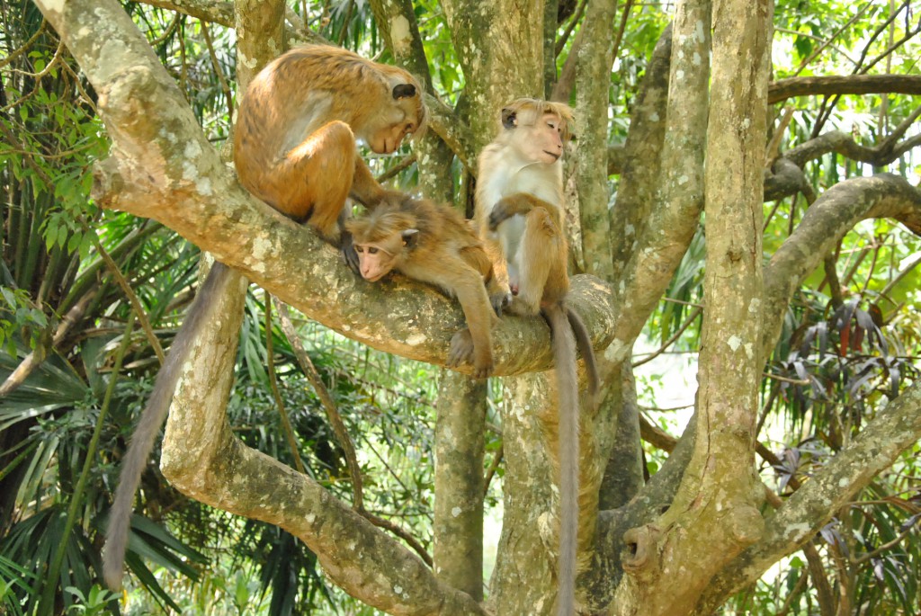 Kandy - Jardin Botanique de Peradeniya